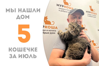Двухлетняя кошечка Мистикс обрела дом и своего человека! 