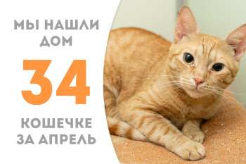 Обаятельная кошечка Момарина отправилась домой! 