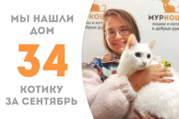 Котик Мойша с разноцветными глазами вновь стал домашним через два месяца в приюте! 