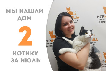 Котик Мурзилкин отправился в новый дом пробыв в приюте ровно месяц! 