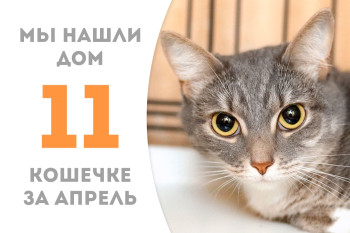 Кошечка Мышуля встретила новую семью за два месяца!