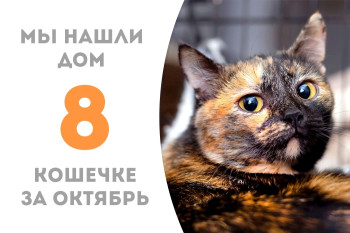 Годовалая кошечка Незуми менее чем за месяц стала домашней! 