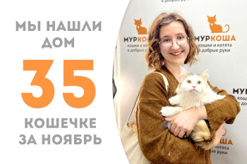 Кошечка Ника уехала домой, пробыв менее месяца в приюте! 