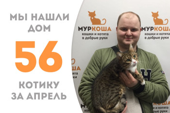 Котик Никлаус стал домашним!