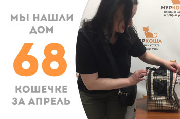 Кошечка Норка стала домашней за полтора месяця! 