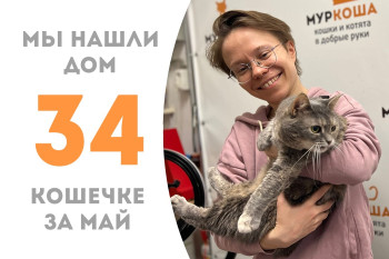 Кошечка Нуала обрела дом и своего человека! 