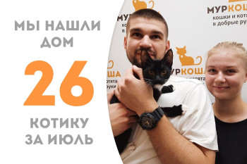 Котёнок Обито вытащил счастливый билет в домашнюю жизнь через месяц жизни в приюте! 