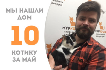 Котёнок Обжорик нашел дом за полтора месяца! 