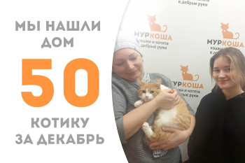 Котёнок Огонёк стал домашним, проведя полтора месяца в приюте!