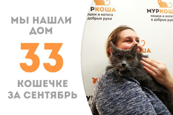 Годовалая кошечка Оливия уехала в дом к нашей выпускнице Новелле! 