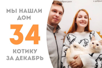 Полуторагодовалый котик Омлетик стал счастливым любимцем доброй семьи! 