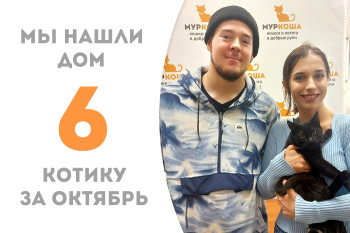 Котёнок Осгар через месяц в приюте нашёл себе любящих людей!