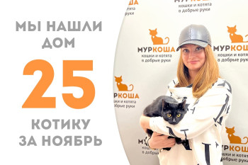 Бывший уличный котёнок Пацанчик стал домашним!