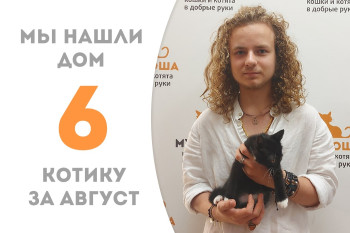 Трёхмесячный котёнок Пантюша обрёл любящего хозяина и дом пробыв менее месяца в приюте! 
