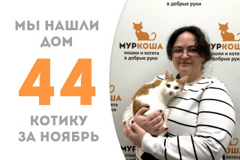Котёнок Печенькин стал домашним, пробыв два месяца в приюте! 