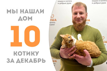 Уличный котёнок Пекин пробыл в приюте три месяца и встретил своего человека! 