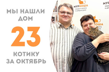 Котик Пифагор, вывезенный с дач, стал домашним любимцем! 