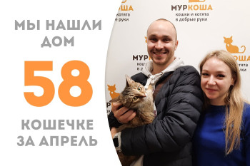 Кошечка Пипер нашла любящих хозяев за полтора месяца! 
