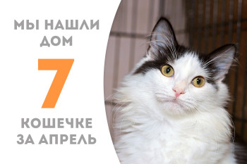 Годовалая кошечка Пита стала домашней!