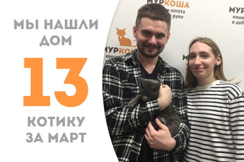 Котик Претти Бой стал частью прекрасной семьи