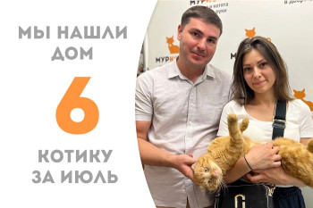 Двухгодовалый котик Примус обрёл семью за три недели. 
