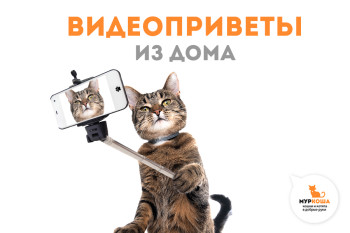 Взяли у нас котика и хотите показать его миру? 