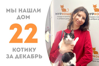 Котёнок Прыск стал домашним любимцем, пробыв два месяца в приюте! 