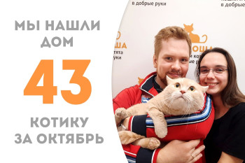 Пятилетний котик Птенчик выпорхнул из приюта в домашнюю жизнь, пробыв в нём два с половиной месяца! 