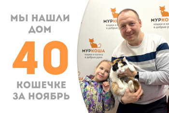 Трёхлетняя кошечка Пятнаша нашла себе добрую семью! 