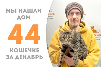 Двухлетняя полосатушка Рамона встретит Новый год со своим человеком!