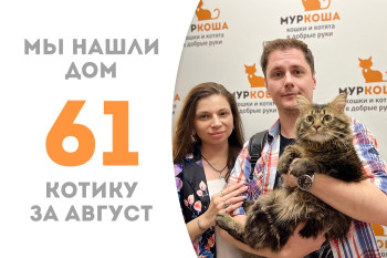 Котик Ратибор отправился домой! 