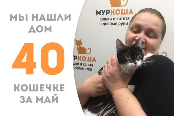 Кошечка Ресничка стала домашней и счастливой! 