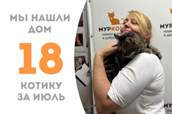 Трёхлетний котик Рейси обрёл замечательную хозяйку! 