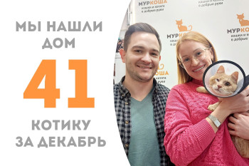 Солнечный котёнок Романчик встретил своих людей и уехал домой!