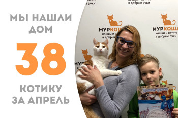 Котик Ромашик встретил свою чудесную семью! 
