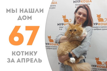Рыжий Макс отправился в новый дом!