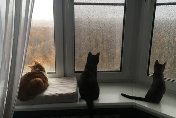 Хотят котики гулять или нет?