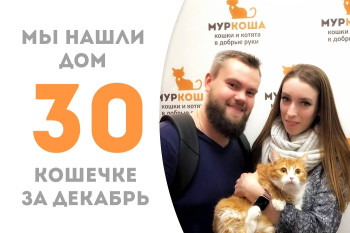 Полуторагодовалая кошечка Шанечка познакомилась с доброй семьёй и стала домашней!