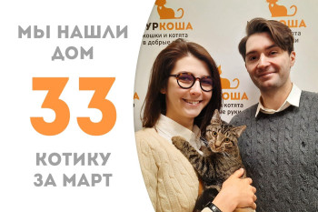 Котик Шайло отправился в домашнюю жизнь!