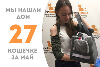 Полуторогодовалая кошечка Шими встретила свою хозяйку! 