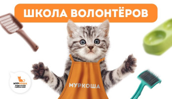 Школа волонтёров в "Муркоше"
