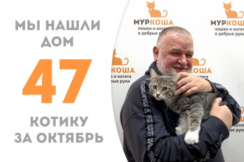 Менее чем за два месяца, котёнок Синичкин нашёл себе доброго хозяина!