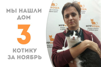 Двухлетний котик Сириус стал домашней звёздочкой! 