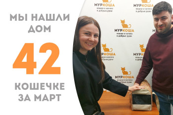 Кошечка Скромница встретила надежных хозяев! 