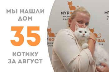Котик Снуф нашёл себе добрую хозяйку, пробыв в приюте полтора месяца!