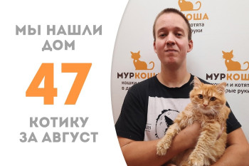 Котик Спанки из Мариуполя стал домашним спустя два с половиной месяца жизни в приюте!
