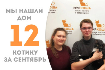 Котик Спикер стал домашним, пробыв в приюте два с половиной месяца! 