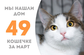 Кошечка Ставридка стала домашней любимицей!