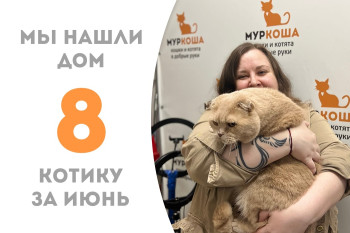 Уезжает в новый дом семилетний котик Степочка! 