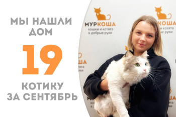 Четырёхлетний котик Стиляга стал домашним любимцем! 